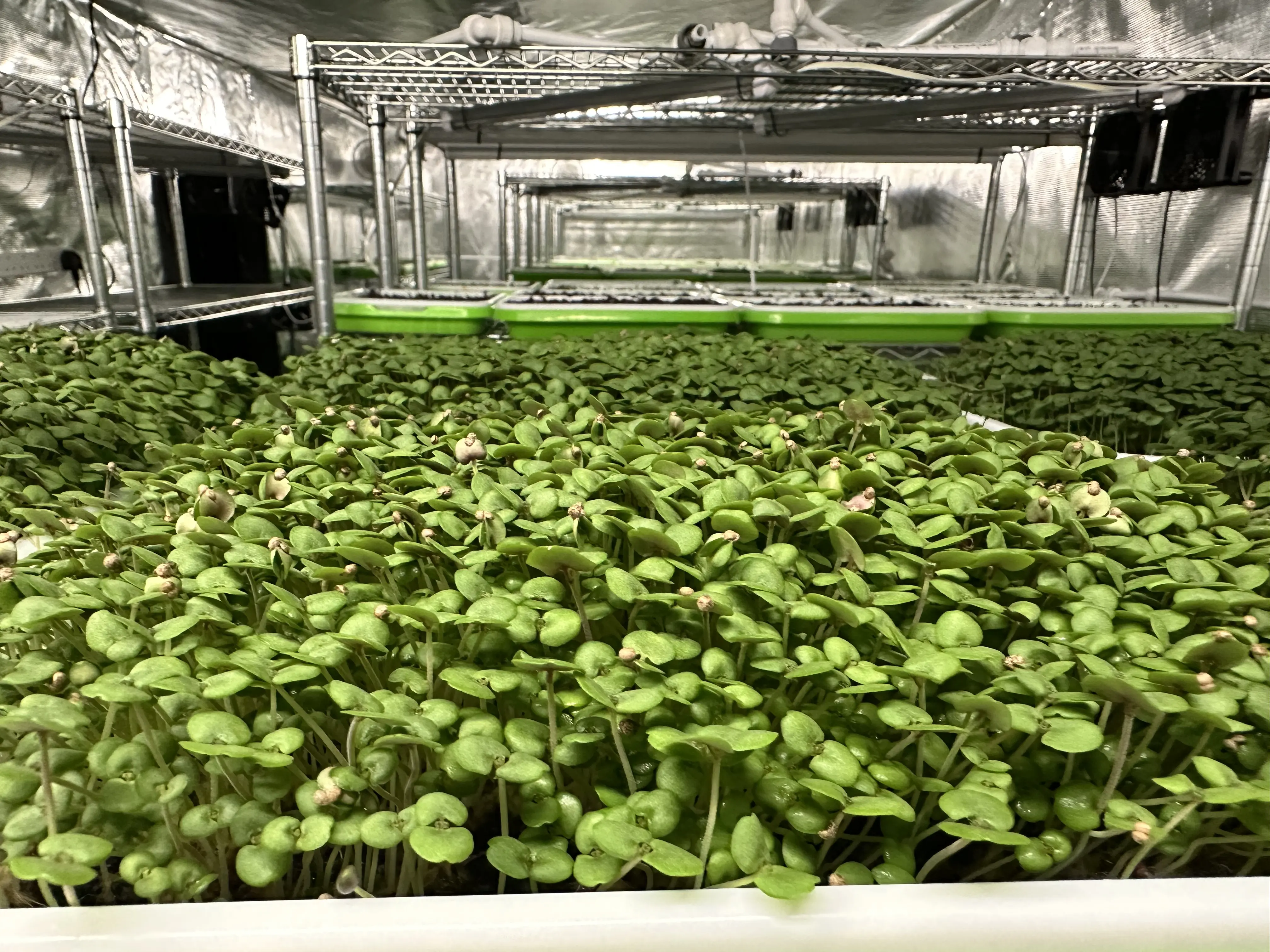 Chapter Two: Seed to Stomach