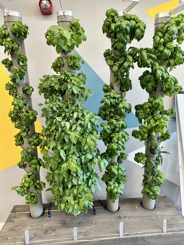 Four tall basil towers growing against a bright wall