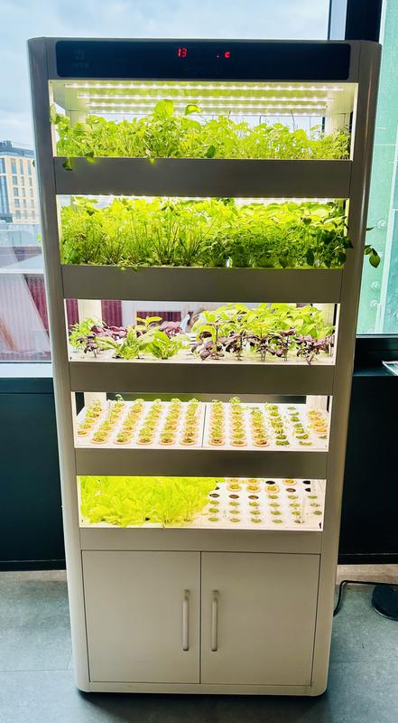 A growing cabinet full of salad leaves in a bright office with a city view