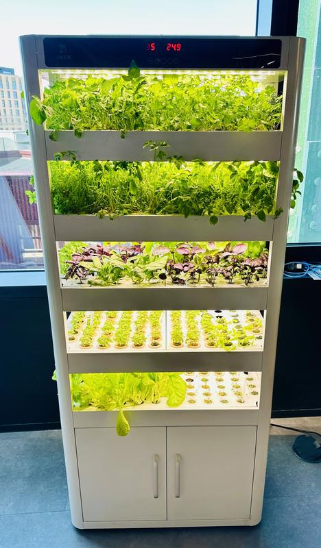 A growing cabinet full of lettuces and herbs beside tall office windows