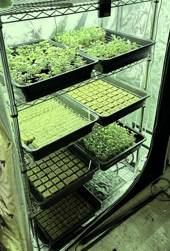 Propagation trays and seedlings under grow lights in a nursery