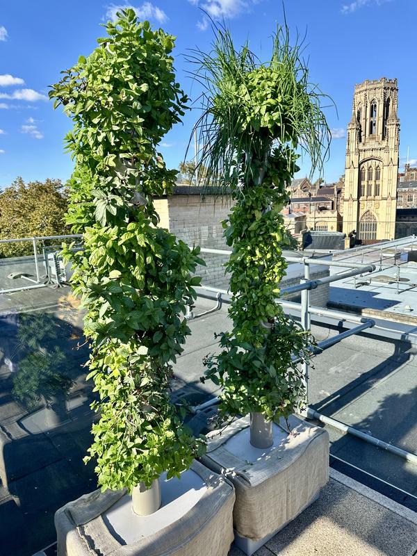 Two vertical growing towers on a city rooftop